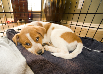 A brown and white puppy sleeping on a soft bed in a wire frame crate during house breaking