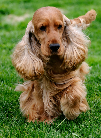 the-cocker-spaniel.png